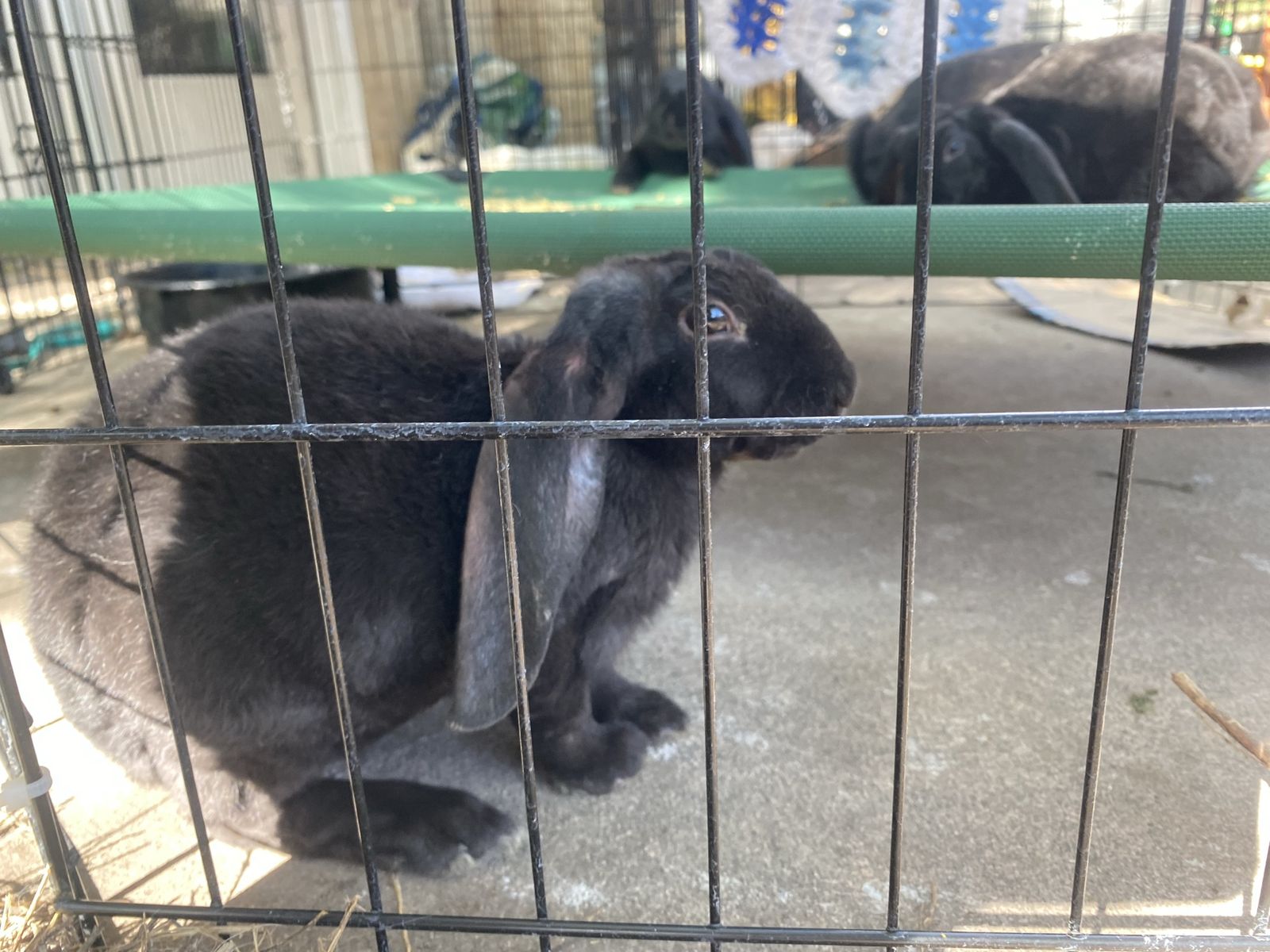 Velveteen Lop DOE (read description)