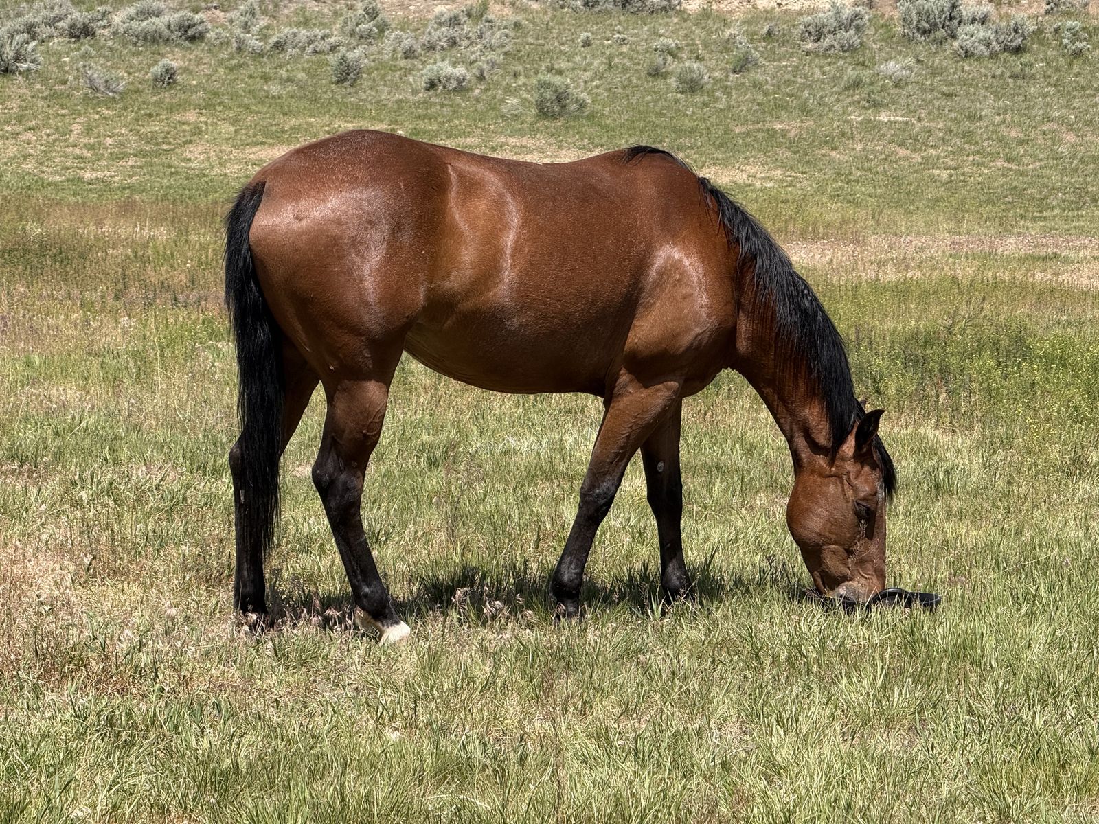 8yr old Beautiful Bay Mare