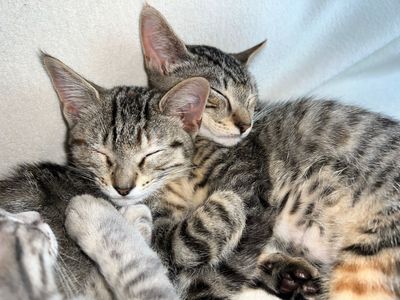 3 Adorable Kittens
