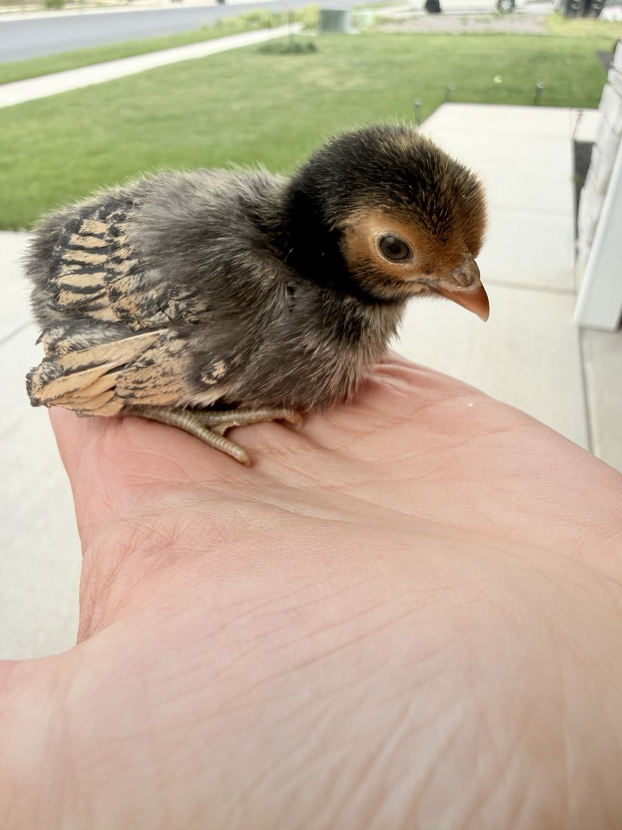Cute chicks