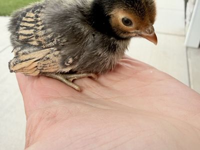 Cute chicks