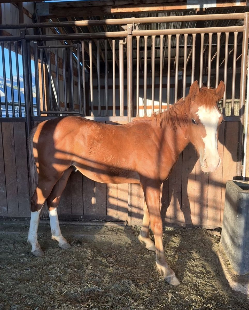 Grade Quarter Horse Yearling