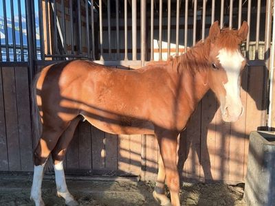 Grade Quarter Horse Yearling