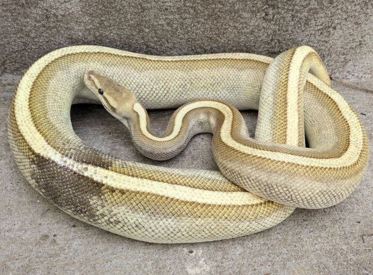 Proven 2020 Female Paradox Lesser Genetic Stripe