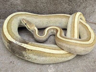 Proven 2020 Female Paradox Lesser Genetic Stripe