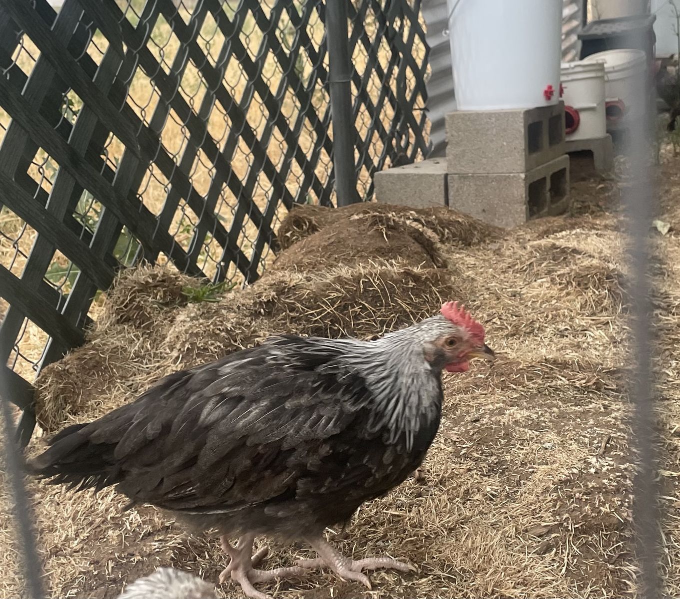 Silver Dorking Rooster