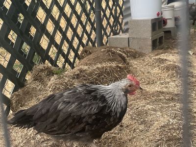 Silver Dorking Rooster