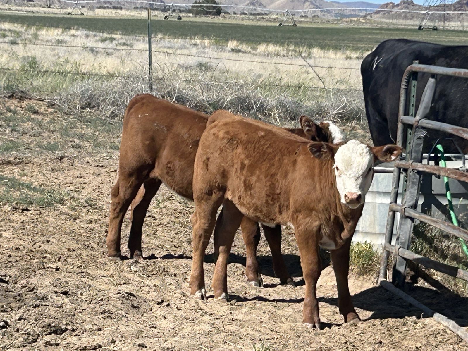 4 Hereford pairs