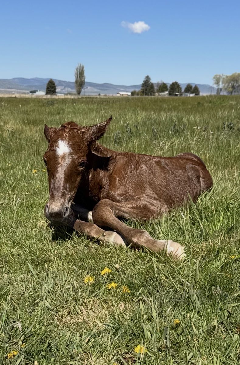 Nurse Mare Needed