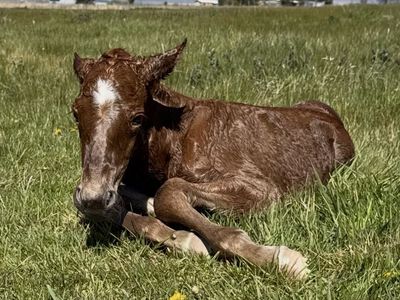 Nurse Mare Needed