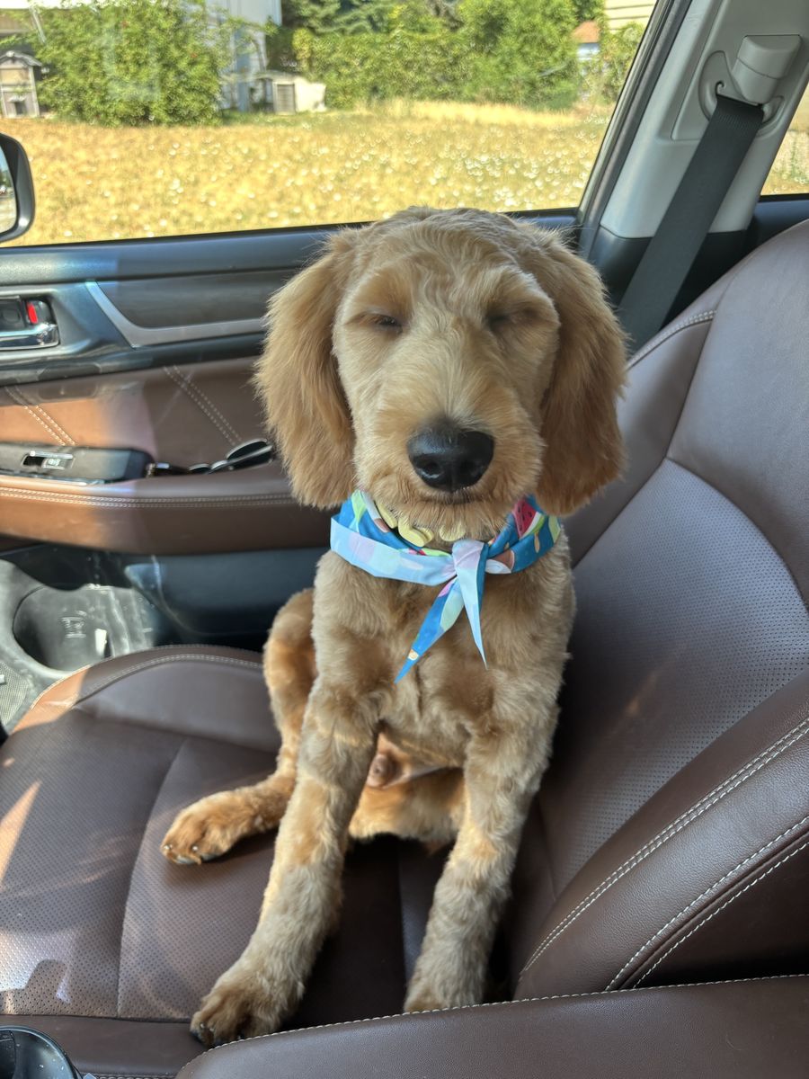 Sweet Goldendoodle puppy