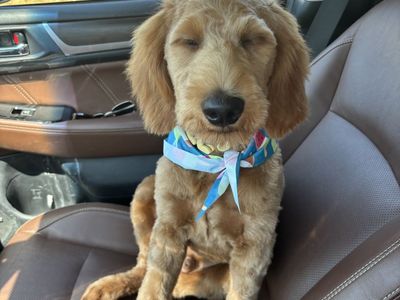 Sweet Goldendoodle puppy