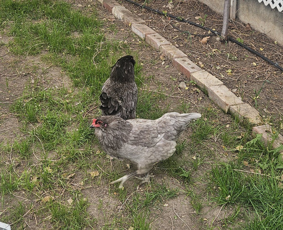 Ameraucana Laying Hens