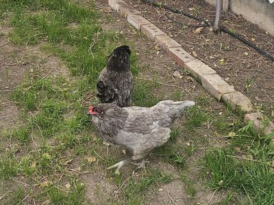 Ameraucana Laying Hens