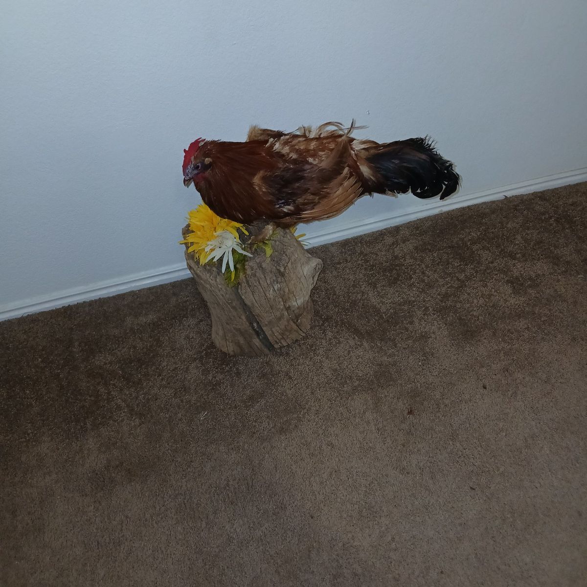 Taxidermy rooster hundred and fifty