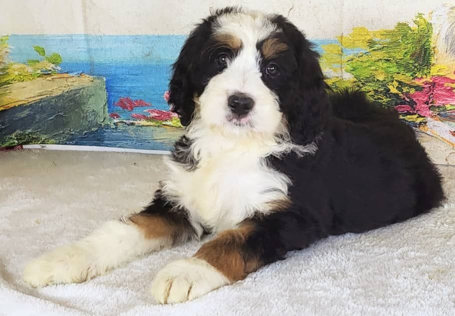 Standard Bernedoodle – Girl Sunny ($2500)