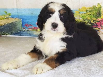 Standard Bernedoodle – Girl Sunny ($2500)
