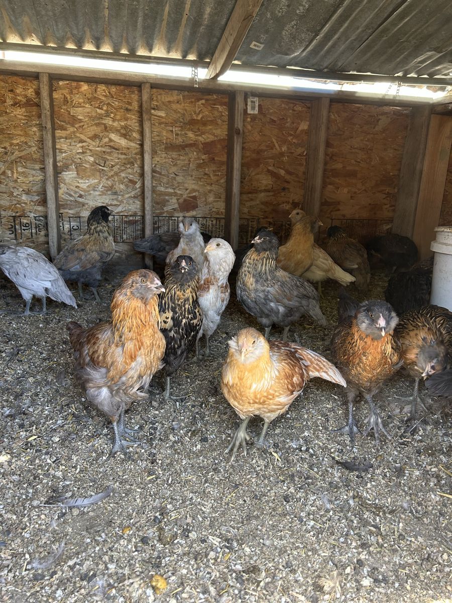 Easter egger layers