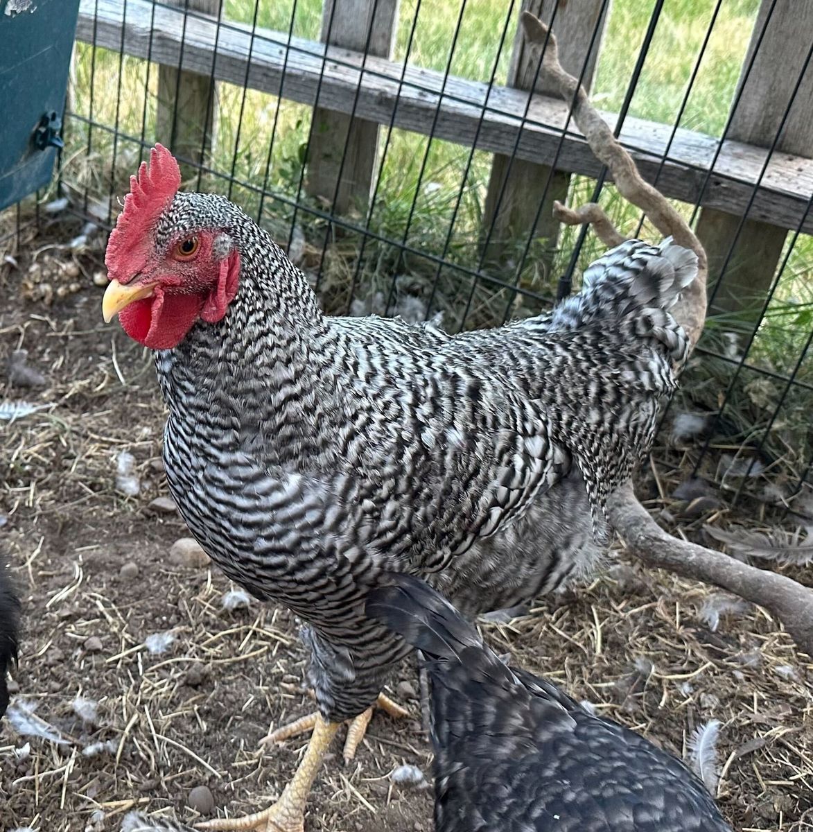Barred Rock Rooster