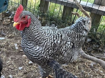 Barred Rock Rooster