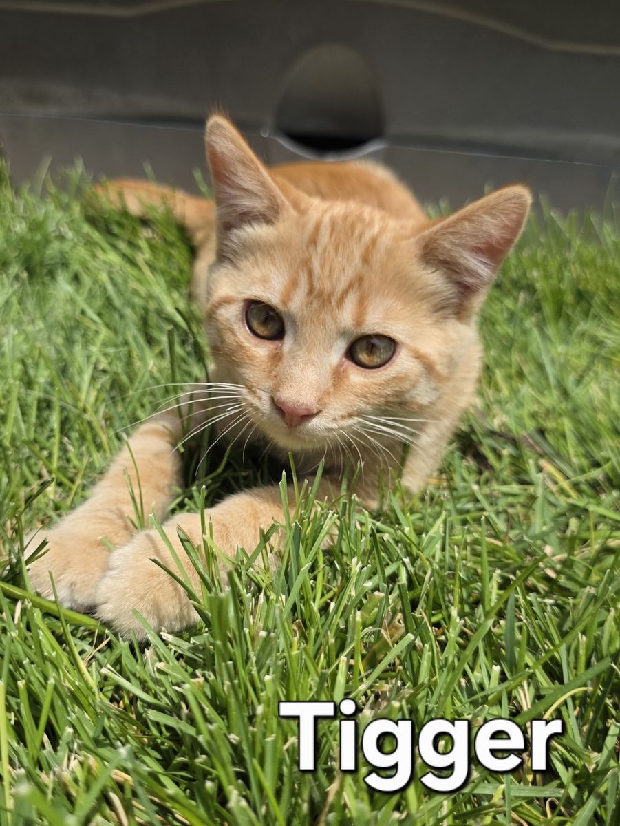 Friendly Kittens Ready for Good Homes