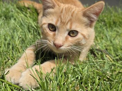 Friendly Kittens Ready for Good Homes