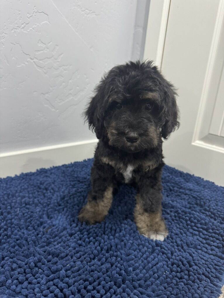 Bernedoodle puppies