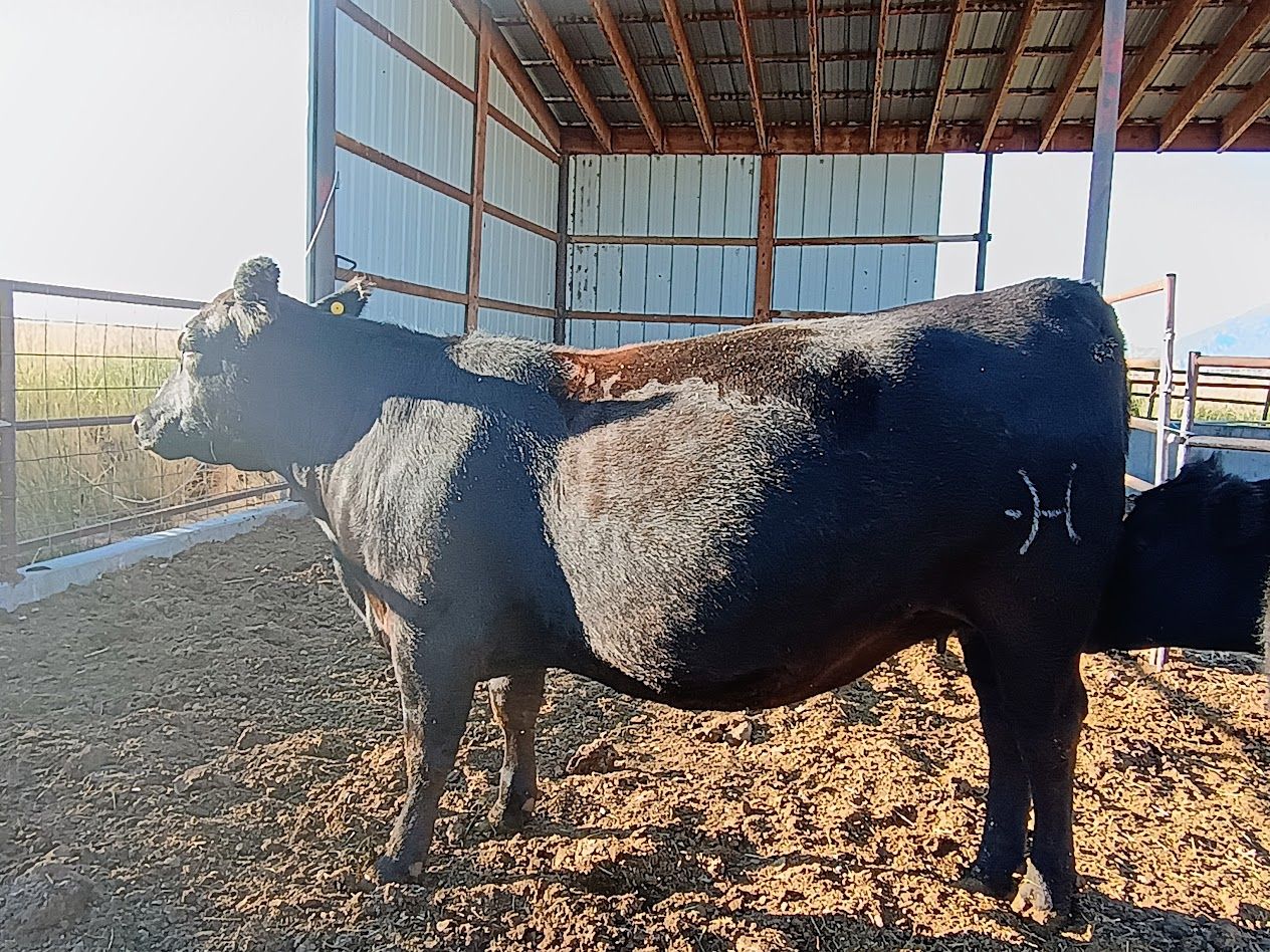 Bred Heifer