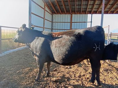 Bred Heifer