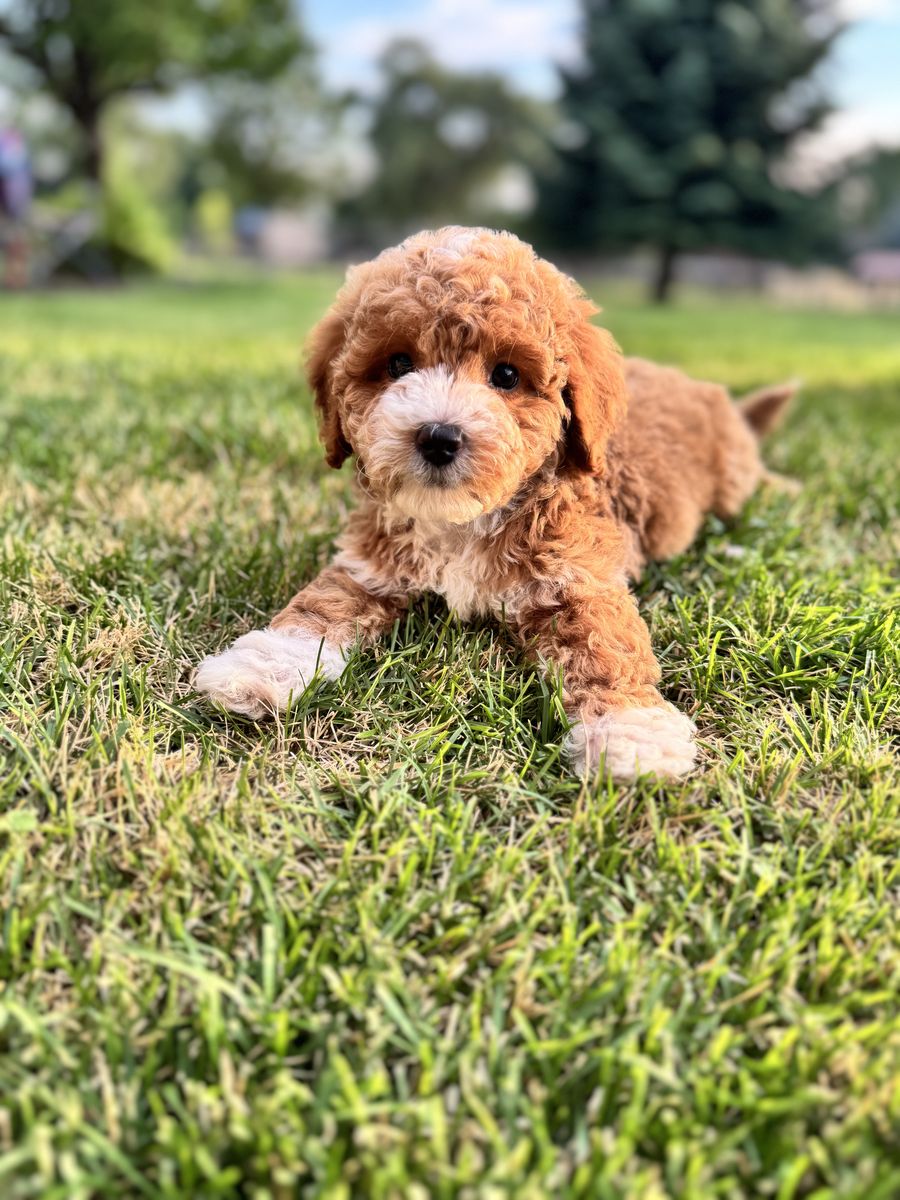 Adorable Mini goldendoodle Puppy