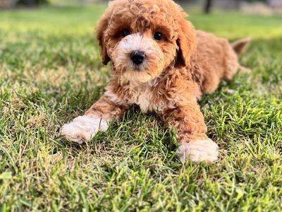 Adorable Mini goldendoodle Puppy