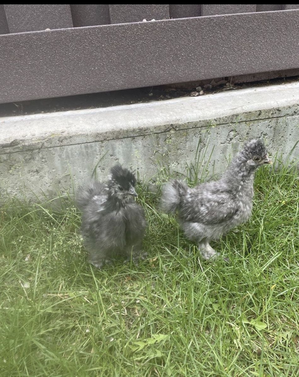 2 silkies