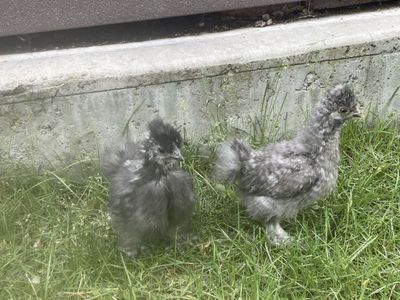 2 silkies