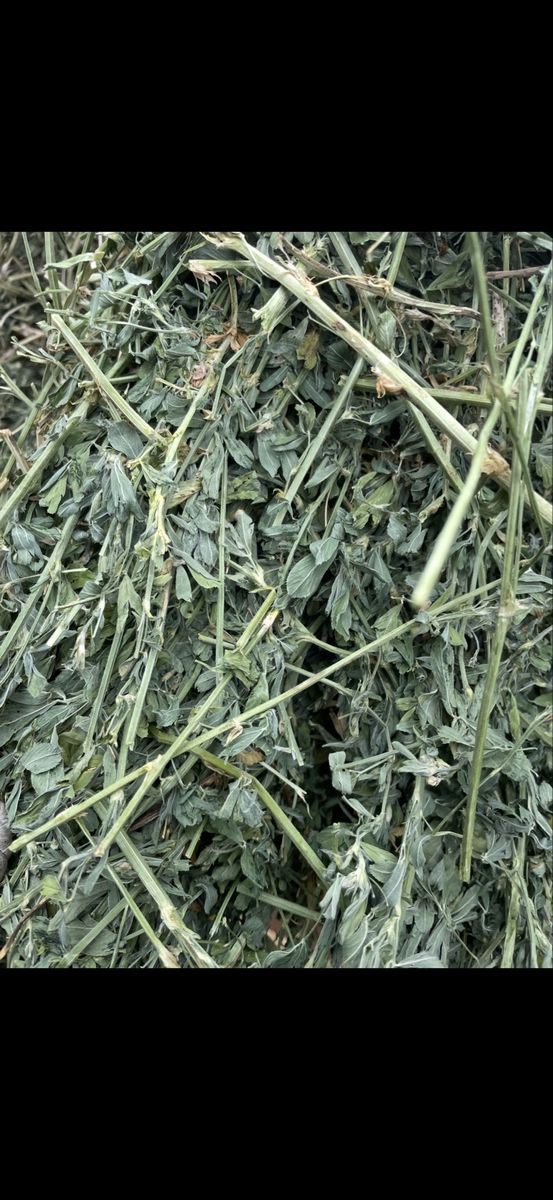 Premium 1st Crop 2-String Alfalfa Hay - Certified Weed Free for Livestock