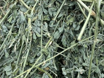 Premium 1st Crop 2-String Alfalfa Hay - Certified Weed Free for Livestock