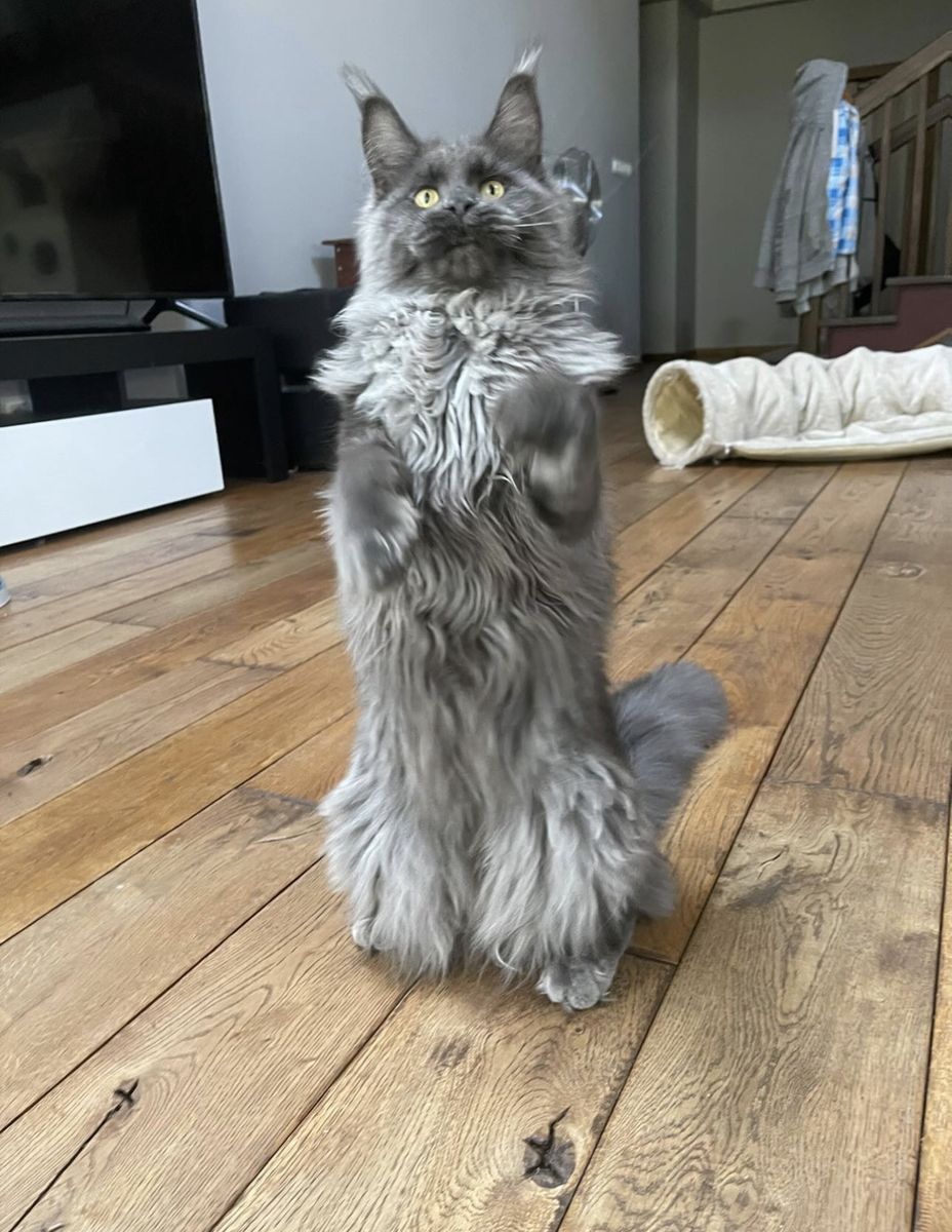 Tica Registered Maine Coon Kittens