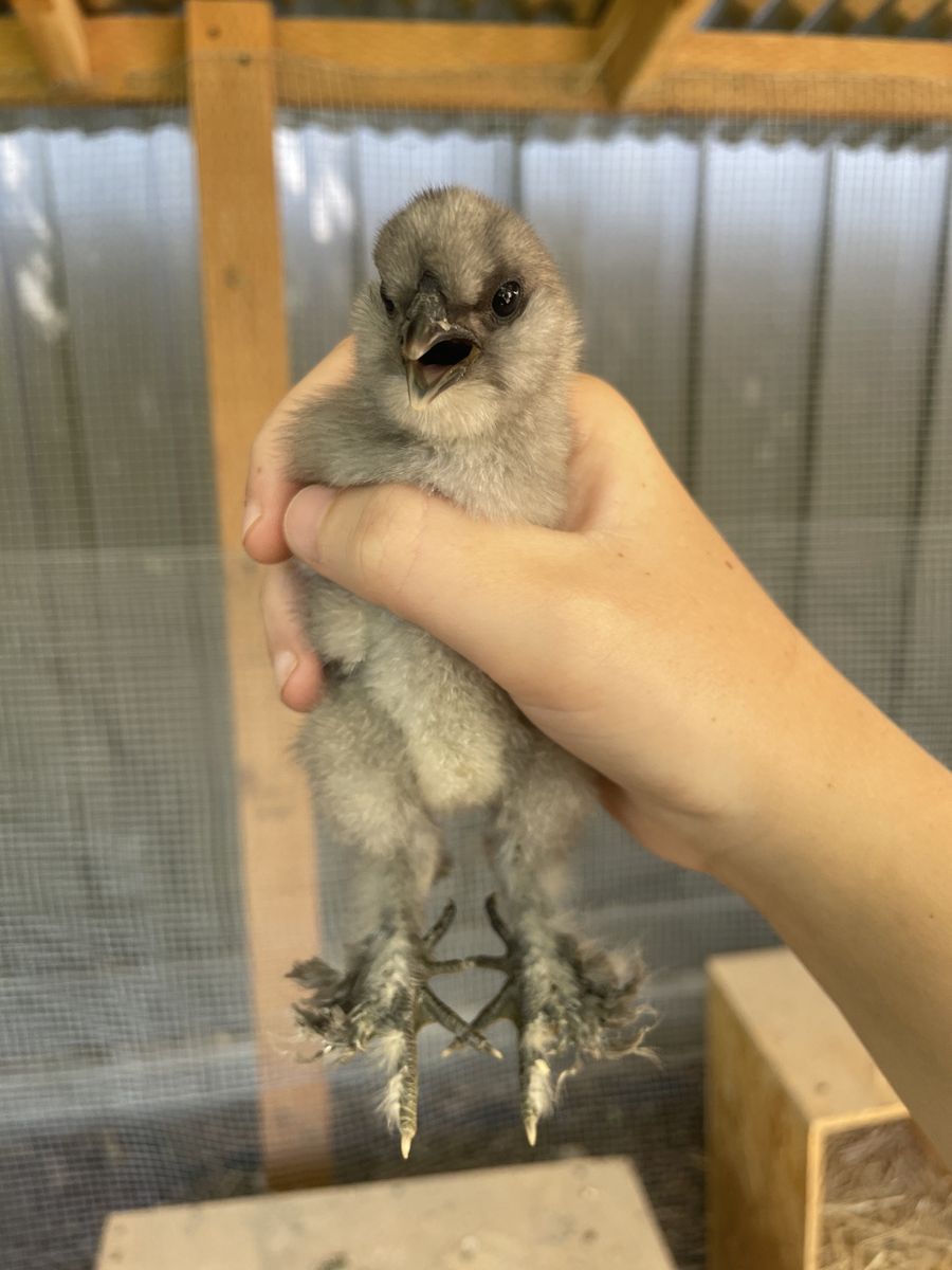 Silkie mix chicks