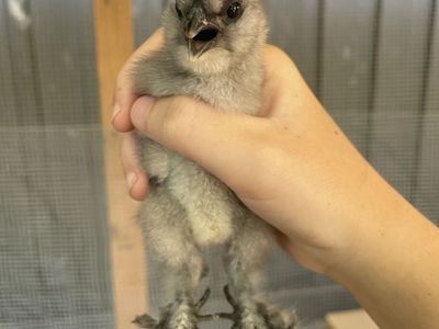 Silkie mix chicks
