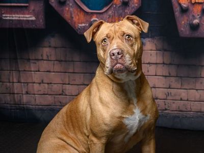 A159335 Maybull is Available for Adoption!