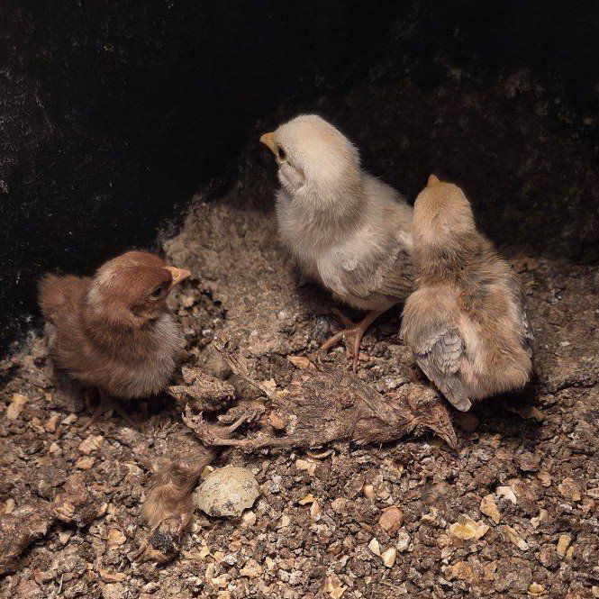 Serama Chicks Chickens