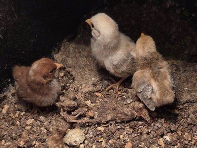 Serama Chicks Chickens