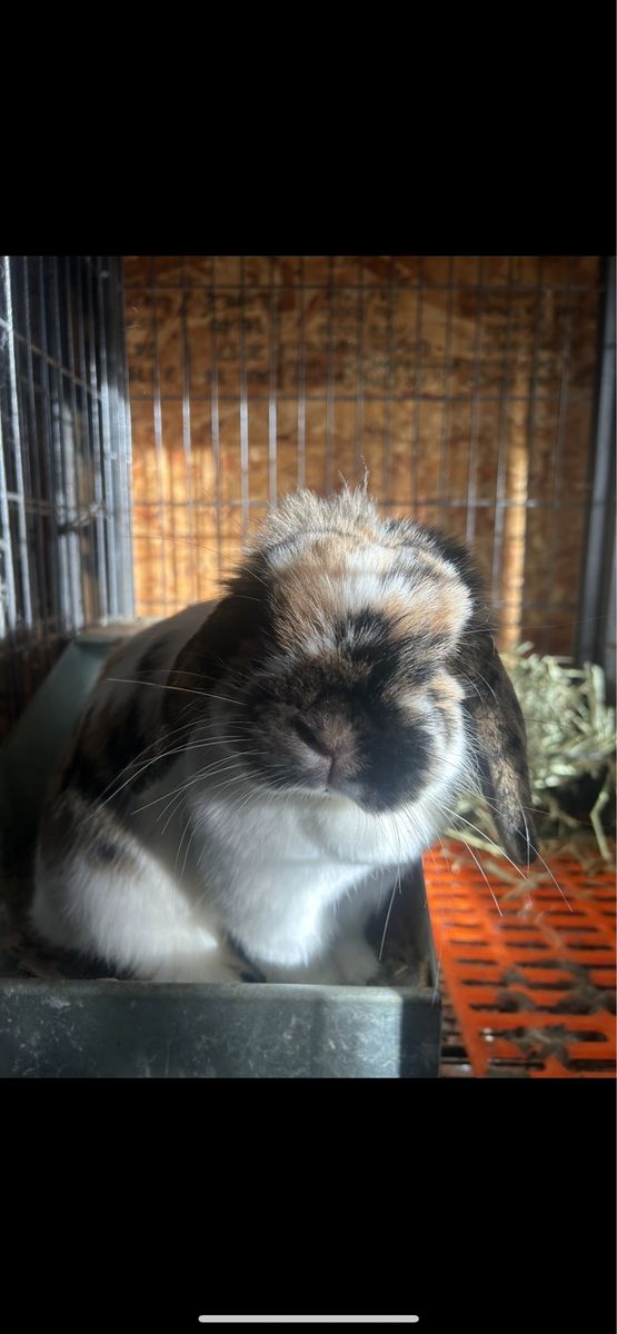 Holland lop Doe 09/2024