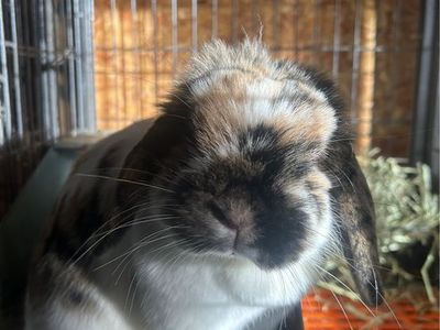 Holland lop Doe 09/2024