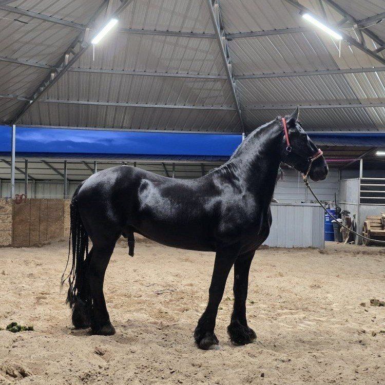 Friesian Stallion AT STUD