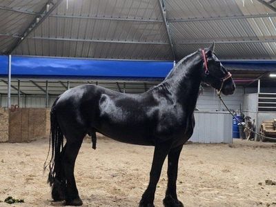 Friesian Stallion AT STUD