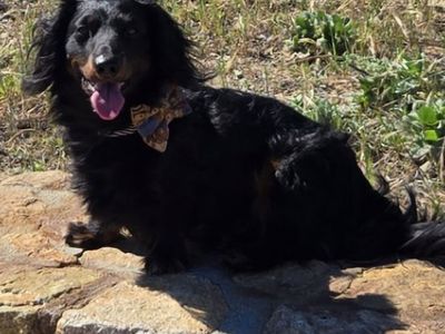Mini Longhair Dachshunds