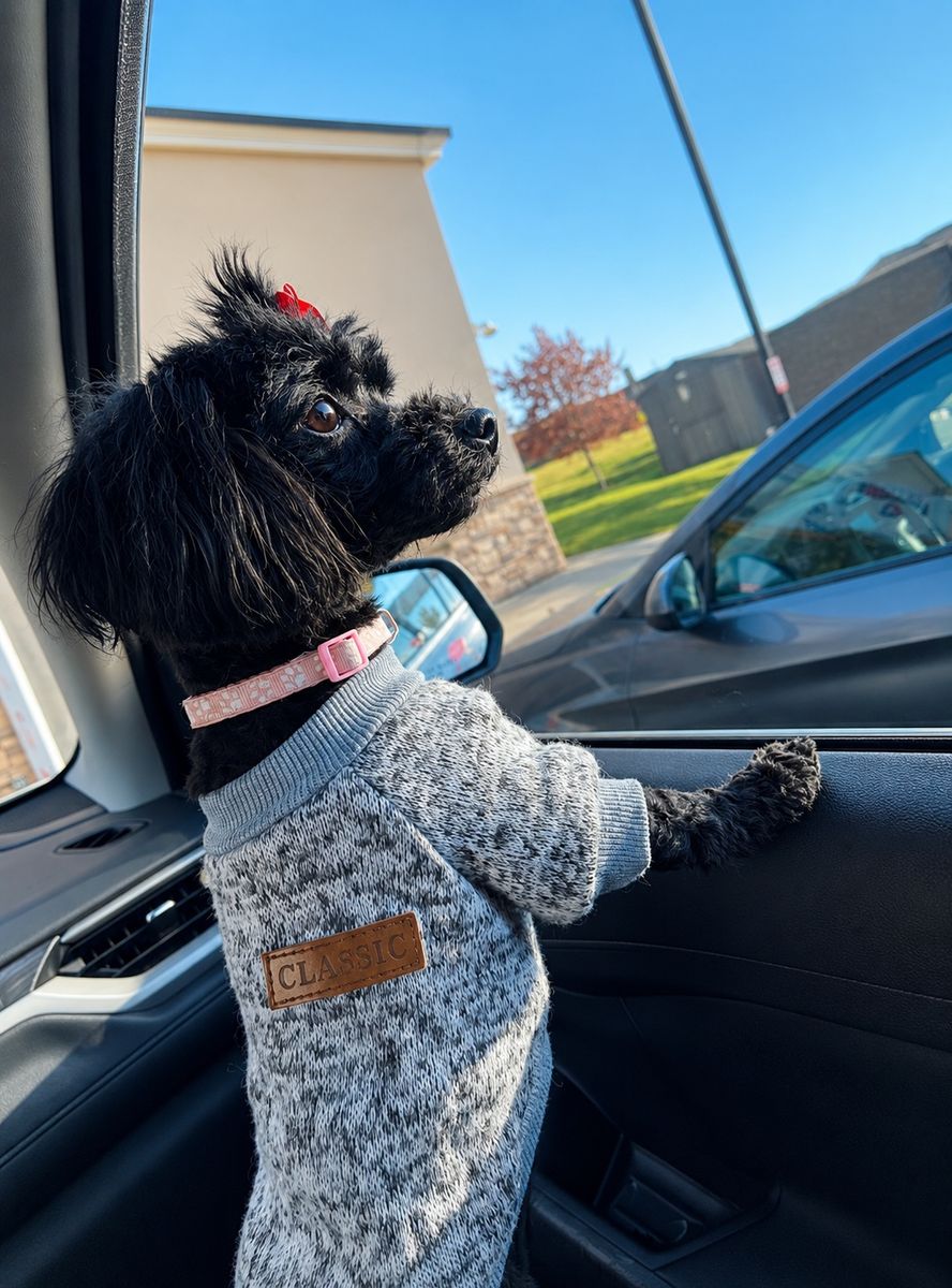 Beautiful Trained Maltipoo
