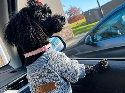 Beautiful Trained Maltipoo