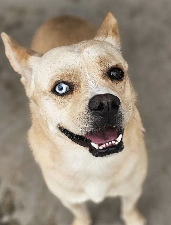 Elliott- Unique Eyed Mix