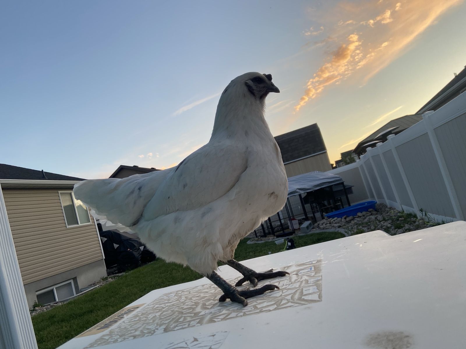 Zombie hybrid chicken
